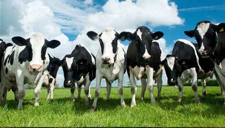 cows-more-animals-increase