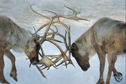 caribou-antler-fight-sexual-dominance-patriarchy