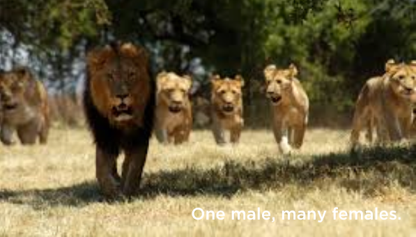 pride-of-lions-one-male-many-females-polygamy-sexuality-decline-promiscuity